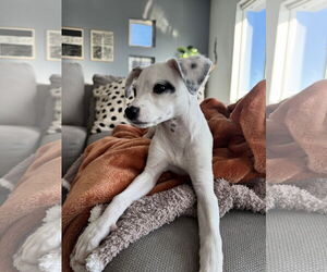 Mutt Dogs for adoption in Menifee, CA, USA