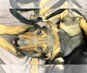 Doberman Pinscher-German Shepherd Dog Mix Dogs for adoption in Bakersfield, CA, USA