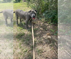 Bulldog Dogs for adoption in Tarrytown, GA, USA