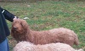 Poodle (Standard) Dogs for adoption in Chantilly, VA, USA