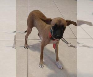 Italian Greyhuahua Dogs for adoption in CHANDLER, AZ, USA