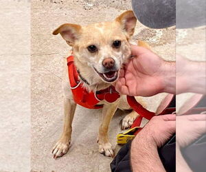 Chihuahua-Unknown Mix Dogs for adoption in Fairfax, VA, USA
