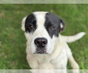Labrador Retriever-Unknown Mix Dogs for adoption in Tulsa, OK, USA