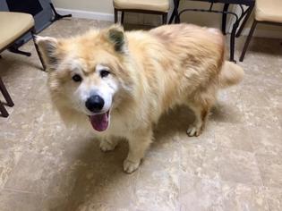 Golden Pyrenees Dogs for adoption in Pierceton , IN, USA