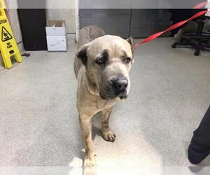 Mutt Dogs for adoption in Riverside, CA, USA