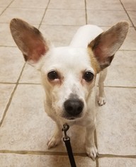 Rat-Cha Dogs for adoption in Wheaton, IL, USA