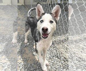 Siberian Husky Dogs for adoption in Oak Bluffs, MA, USA