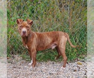 American Pit Bull Terrier Dogs for adoption in Lake City, MI, USA
