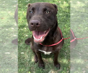 Labrador Retriever-Unknown Mix Dogs for adoption in Texas City, TX, USA