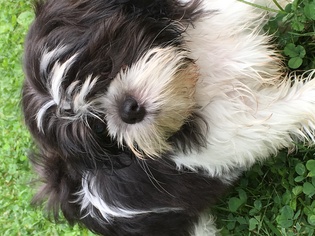 Shih Tzu Dogs for adoption in Landenberg, PA, USA