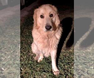 Golden Pyrenees Dogs for adoption in FORT WORTH, TX, USA