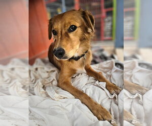 Golden Retriever-Unknown Mix Dogs for adoption in Williamsburg, NM, USA