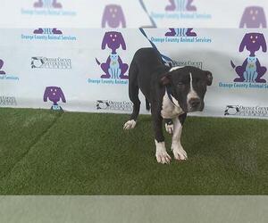 American Pit Bull Terrier Dogs for adoption in Orlando, FL, USA