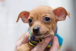 Medium Photo #1 Chihuahua-Unknown Mix Puppy For Sale in Redmond, WA, USA