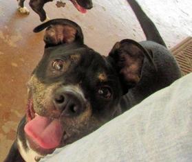 American Staffordshire Terrier Dogs for adoption in National Listings, MO, USA