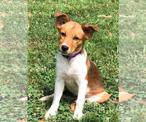 Mutt Dogs for adoption in Hillsboro, MO, USA