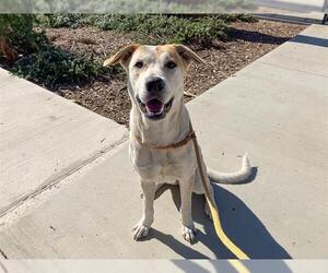 Labrador Retriever Dogs for adoption in Orange, CA, USA