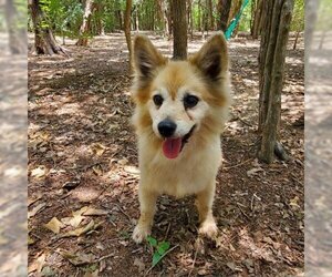 Pomeranian Dogs for adoption in Denison, TX, USA