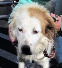 Golden Pyrenees Dogs for adoption in Rockaway, NJ, USA