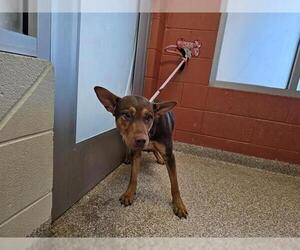 Mutt Dogs for adoption in Pueblo, CO, USA