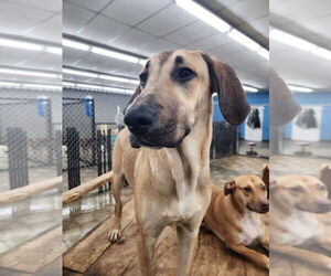 Mutt Dogs for adoption in Evansville, IN, USA