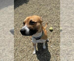 American Pit Bull Terrier-Unknown Mix Dogs for adoption in Canfield, OH, USA