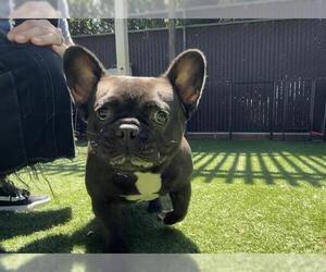 French Bulldog Dogs for adoption in Redwood City, CA, USA