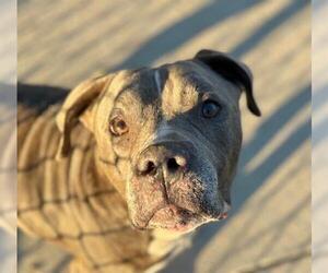 American Pit Bull Terrier-Unknown Mix Dogs for adoption in Tulsa, OK, USA