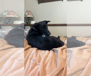 Shepradors Dogs for adoption in Duluth, MN, USA