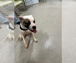 Bulloxer Dogs for adoption in Louisville, KY, USA