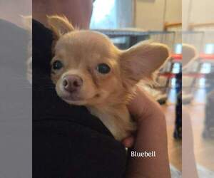 Chihuahua Dogs for adoption in New York, NY, USA