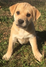American Bulldog Dogs for adoption in Fayetteville, GA, USA