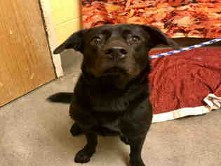 Labrador Retriever-Unknown Mix Dogs for adoption in Forestville, MD, USA