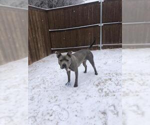 American Staffordshire Terrier Dogs for adoption in Coppell, TX, USA
