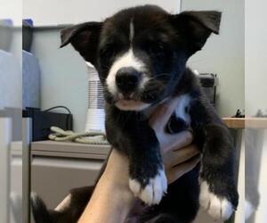 Siberian Husky Dogs for adoption in Austin, TX, USA