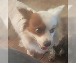 Pomeranian-Unknown Mix Dogs for adoption in San Antonio, TX, USA