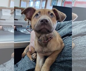 Labrador Retriever-Unknown Mix Dogs for adoption in Martinsburg, WV, USA