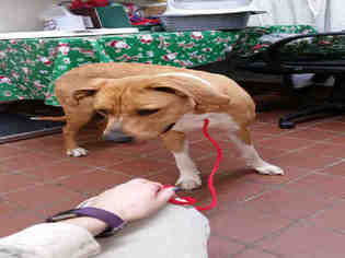 Great Dane-Labrador Retriever Mix Dogs for adoption in Waynesville, NC, USA