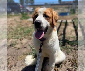 Saint Bernard Dogs for adoption in Aurora, CO, USA