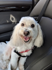 Maltese Dogs for adoption in McKinney, TX, USA