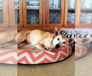 Shiba Inu Dogs for adoption in Mt. Laurel, NJ, USA