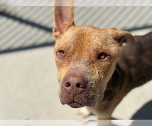 German Shepherd Dog-Unknown Mix Dogs for adoption in Tulsa, OK, USA