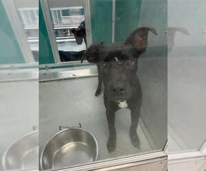 German Shepherd Dog-Unknown Mix Dogs for adoption in Oklahoma City, OK, USA