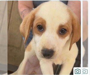 Mutt Dogs for adoption in Canton, CT, USA