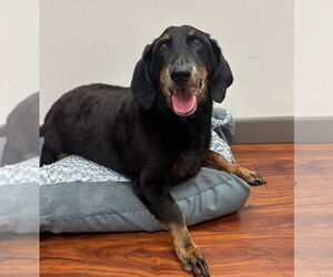 Dachshund Dogs for adoption in Weston, FL, USA