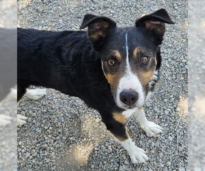 Mutt Dogs for adoption in Salt Lake City, UT, USA