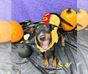 Labrottie Dogs for adoption in Bryant, AR, USA