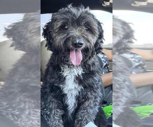 Poodle (Miniature)-Unknown Mix Dogs for adoption in Las Vegas, NV, USA