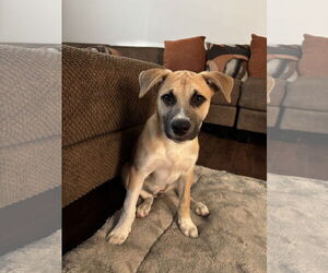 Medium Photo #2 Mutt Puppy For Sale in Menifee, CA, USA