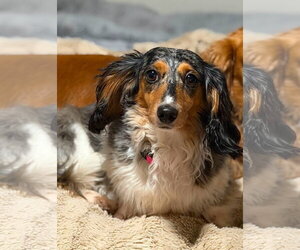 Dachshund Dogs for adoption in Sioux Falls, SD, USA